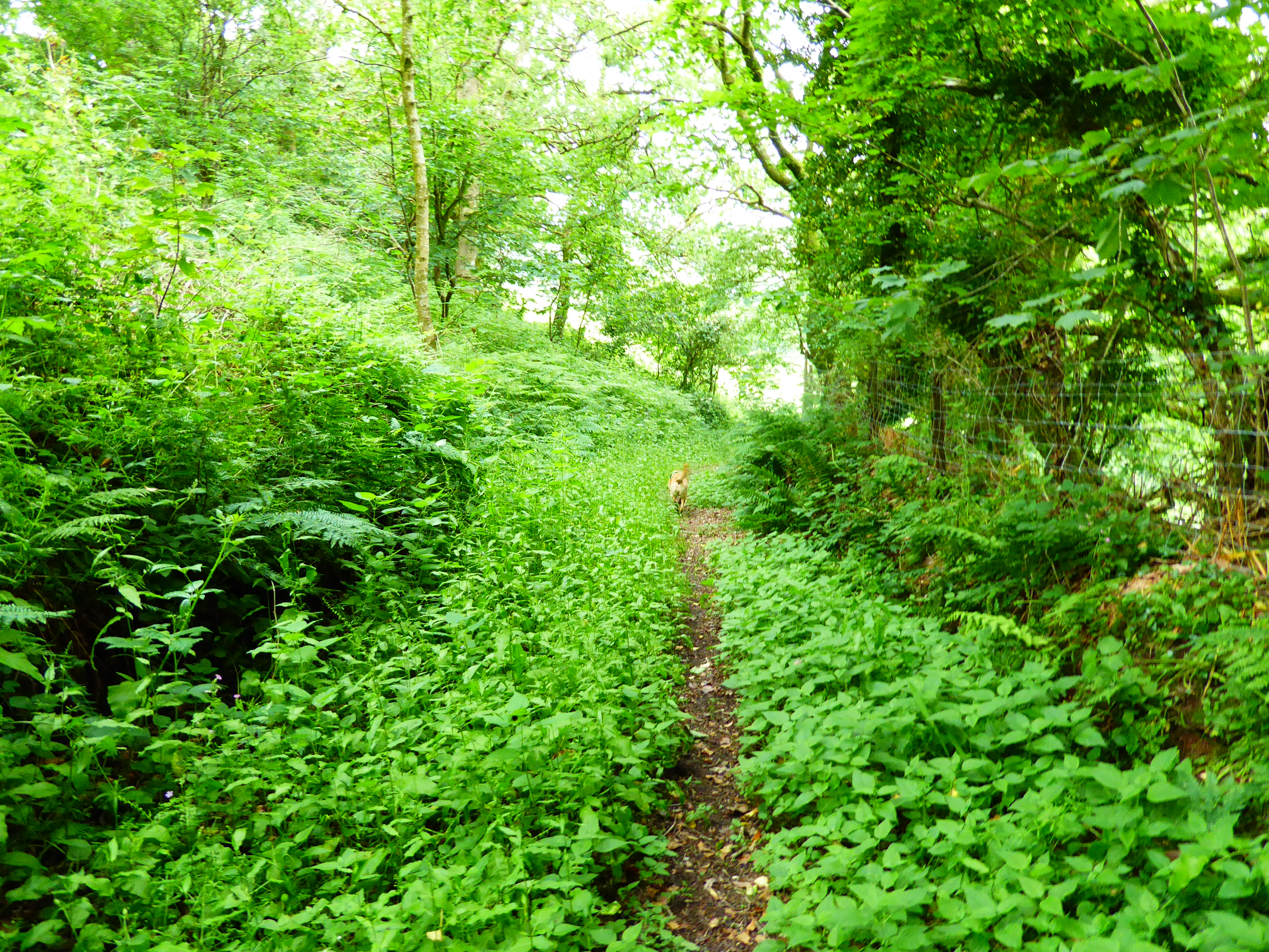 Altarnun path to well