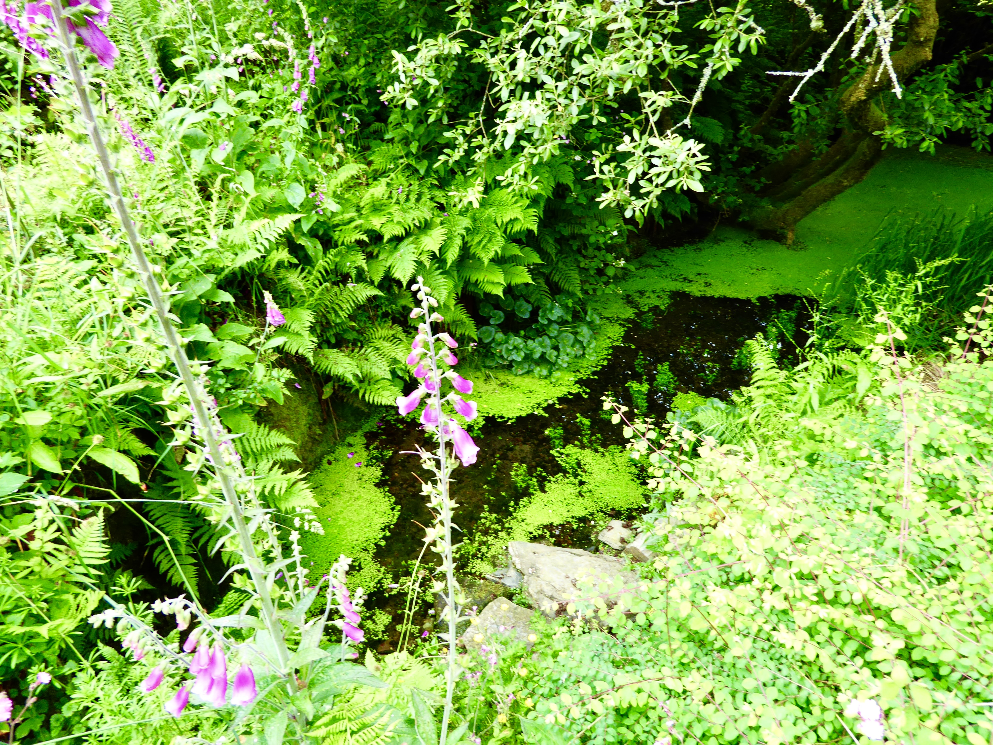 Altarnun non well pool