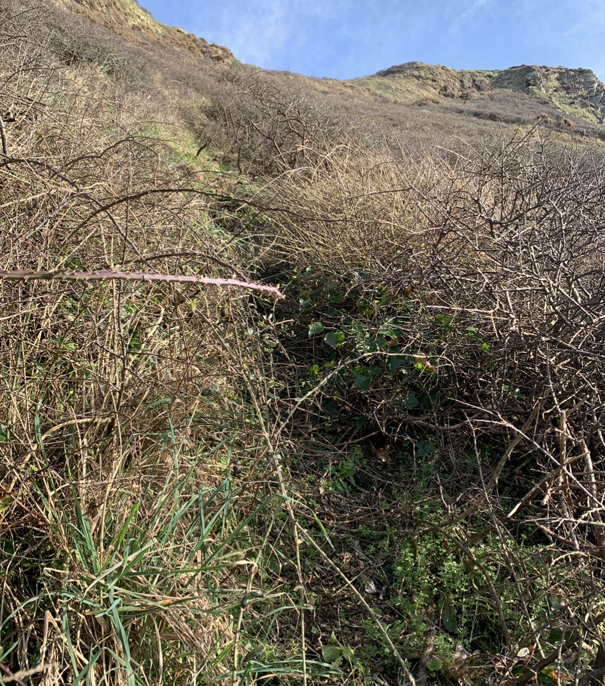 Path Morwenna’s well