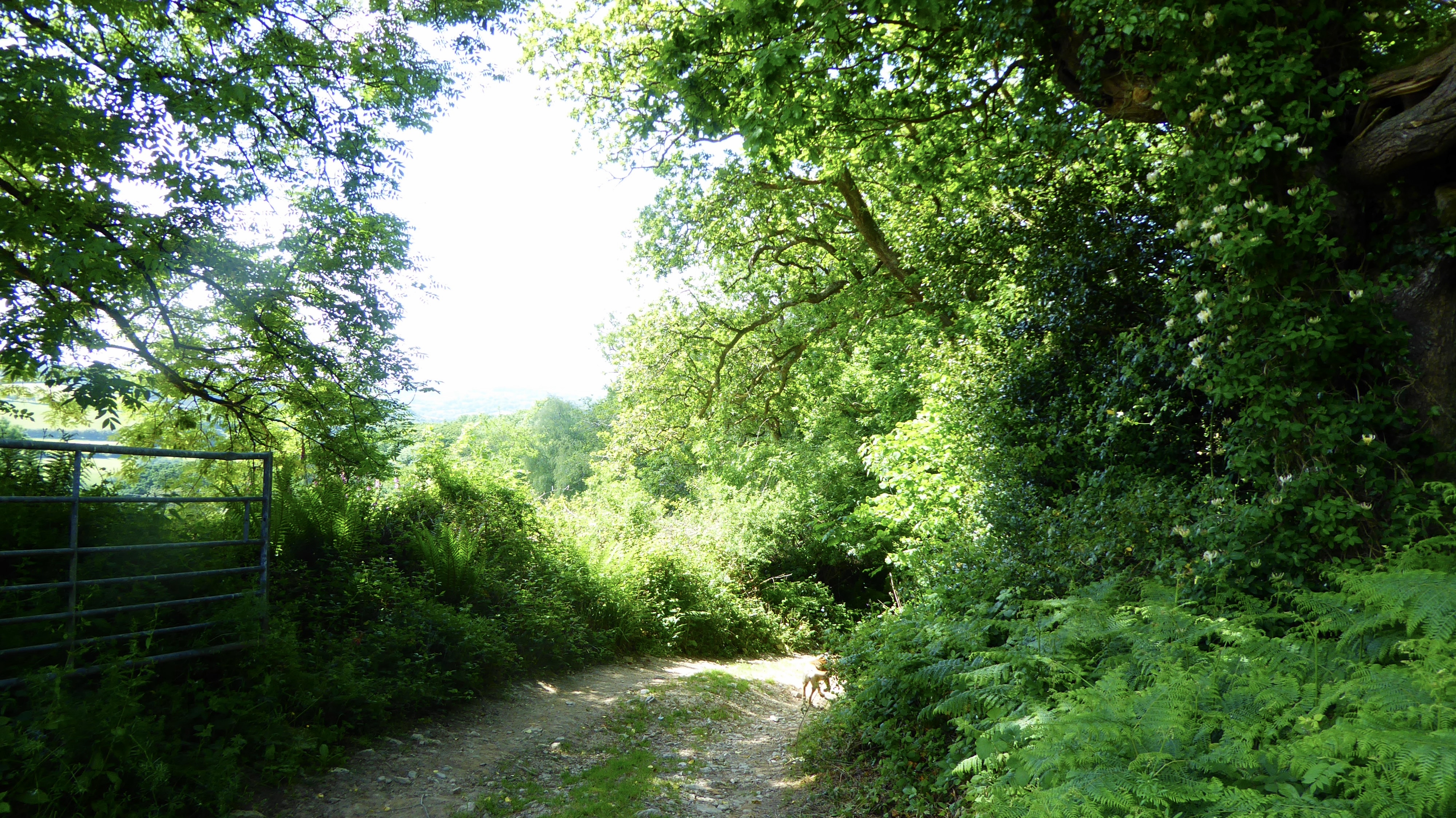 Saints way towards withiel