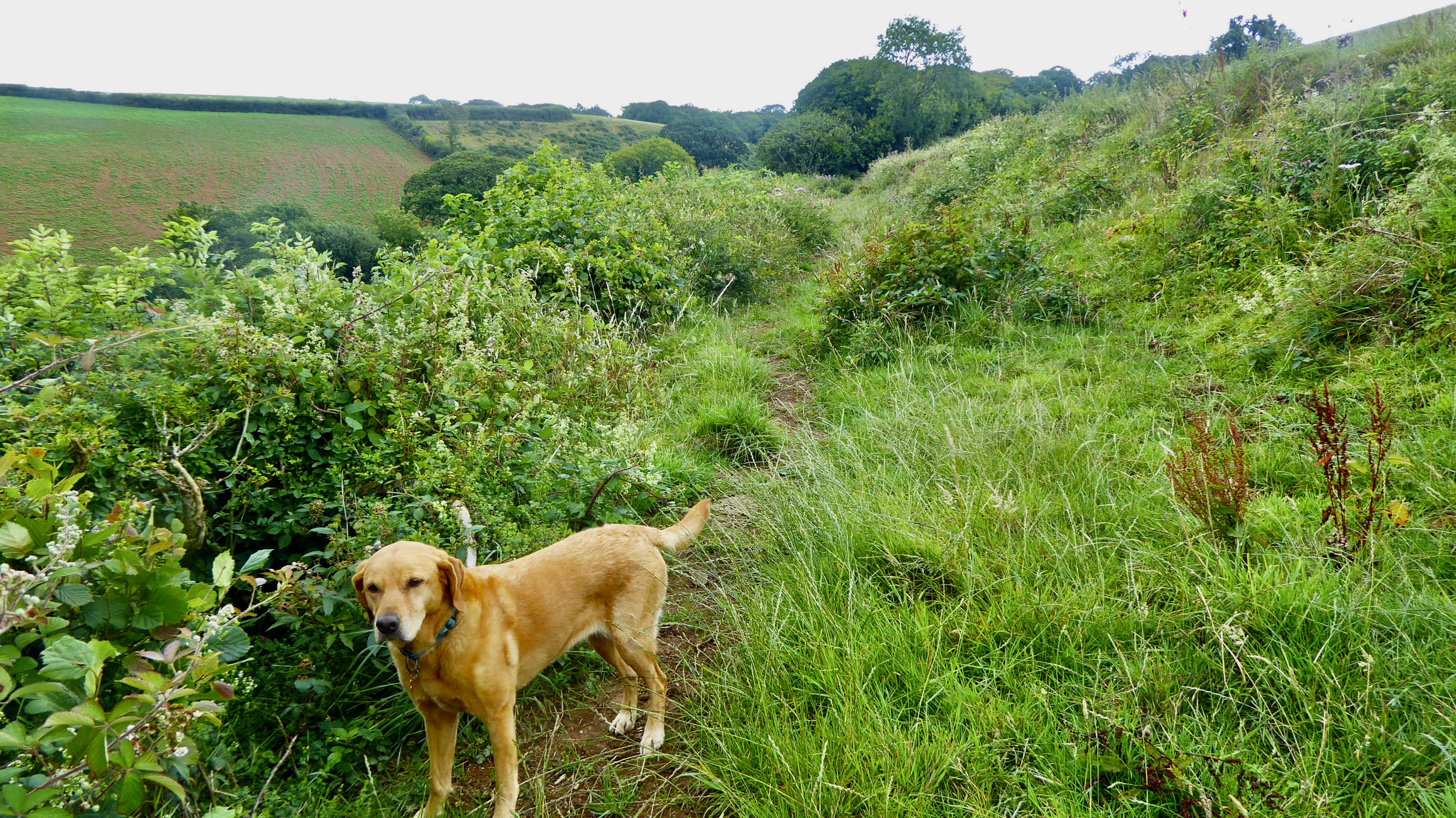 Green path to killboy cross Braddock