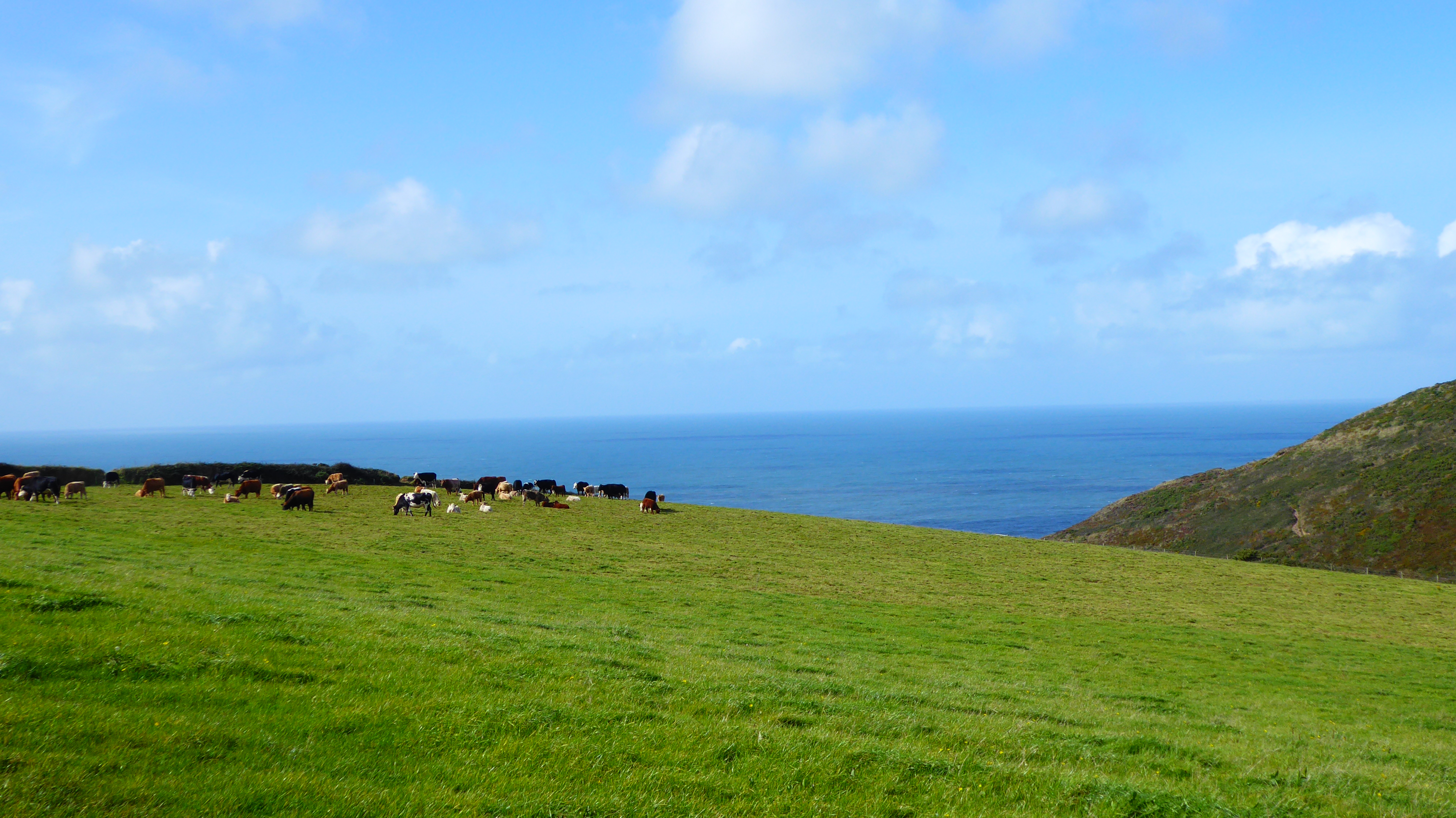 Morwenstow cliffs