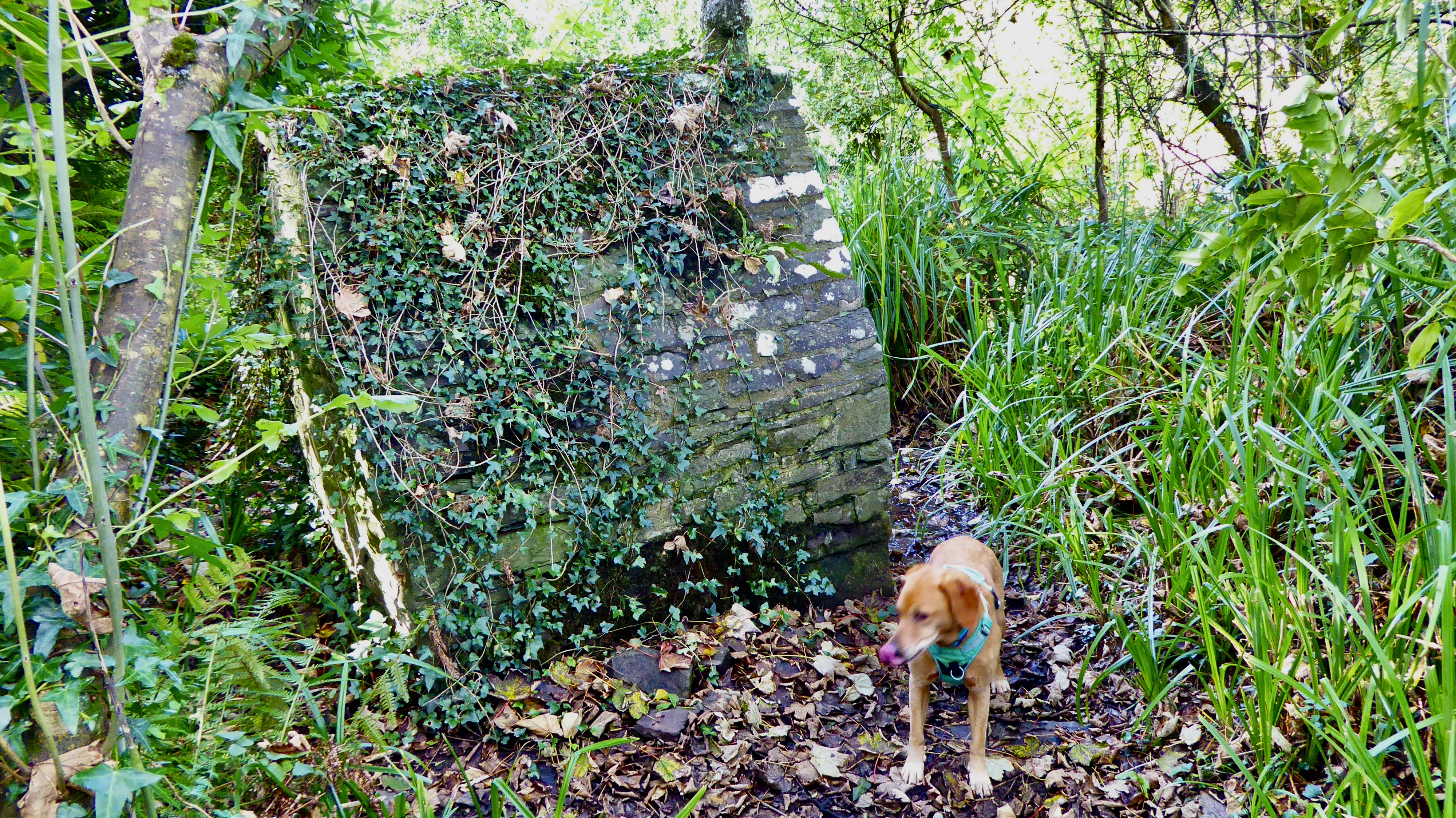 St John’s well morwenstow