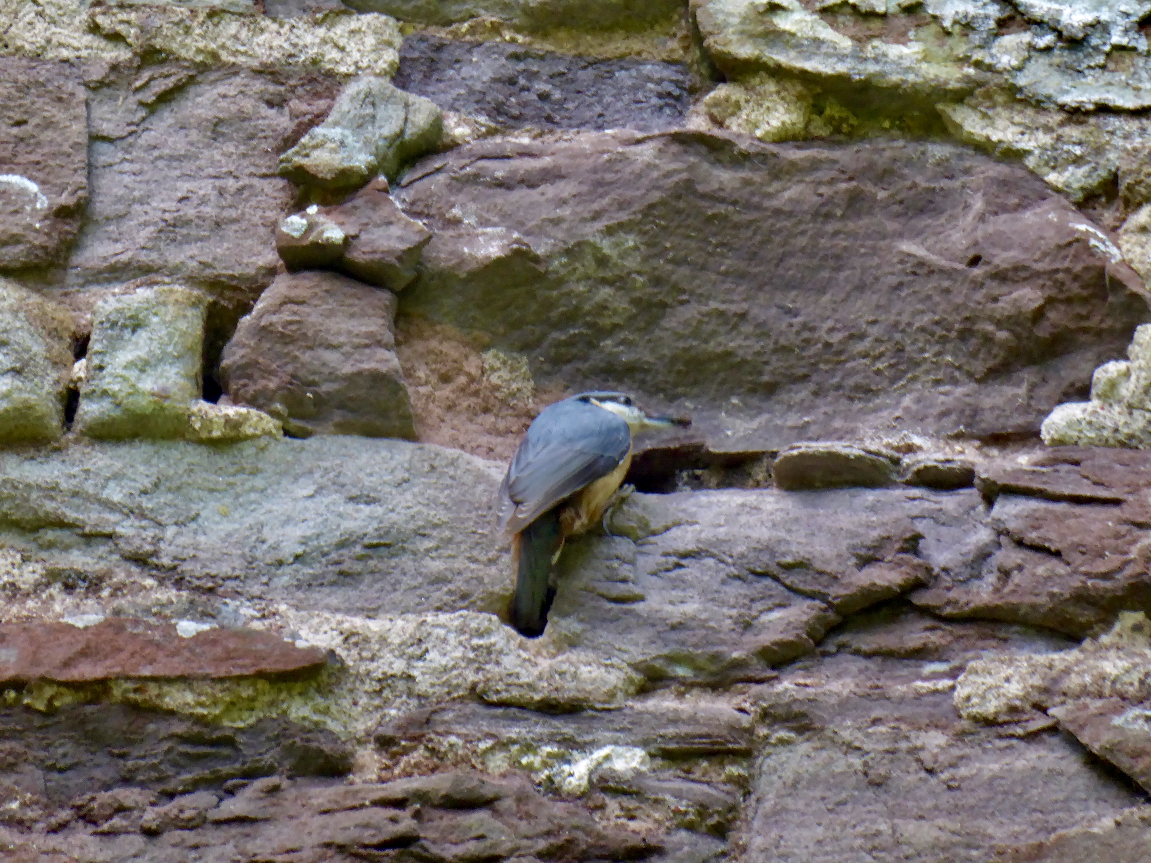 Nuthatch1