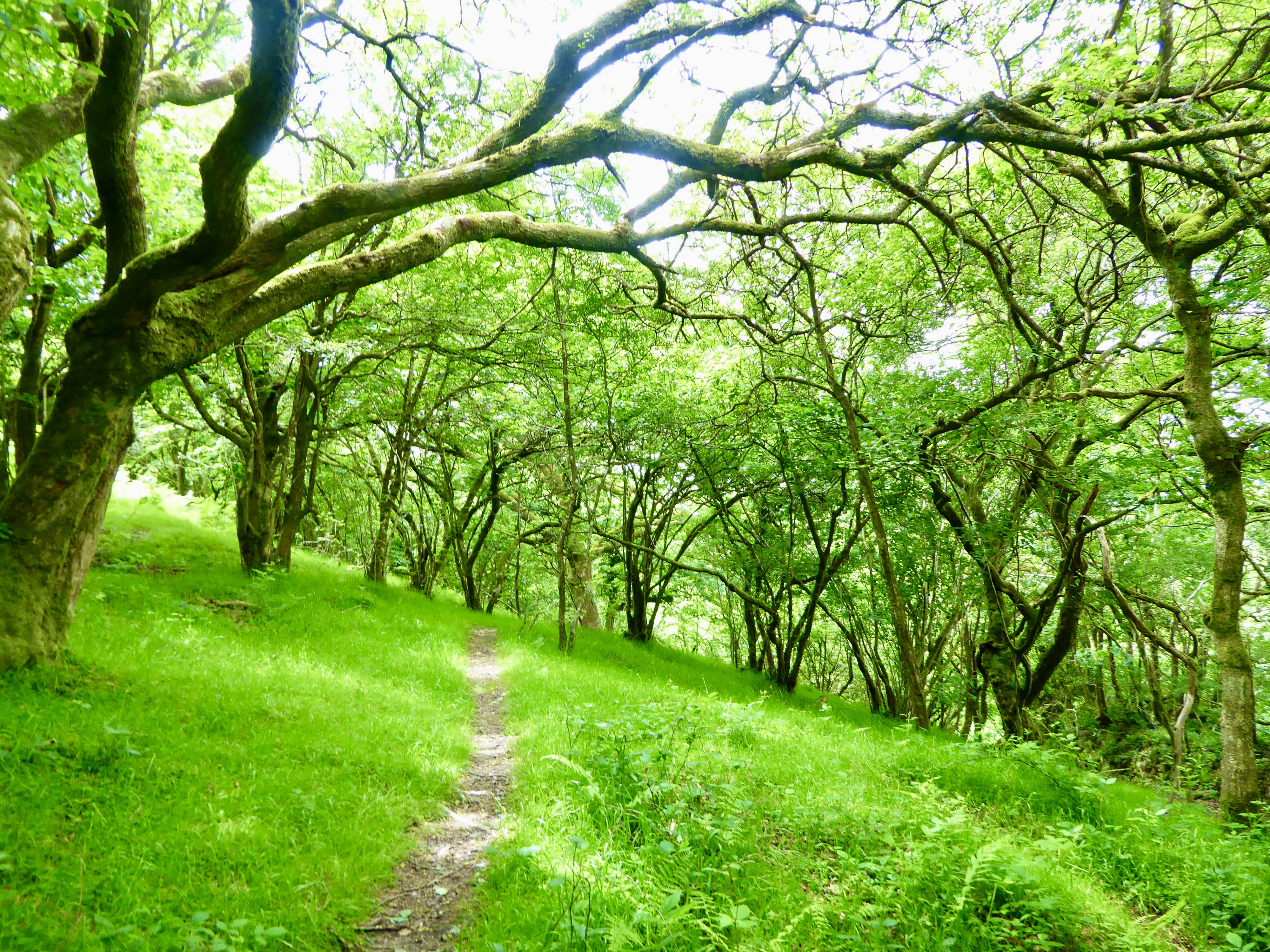 Path to st bellarmins tor