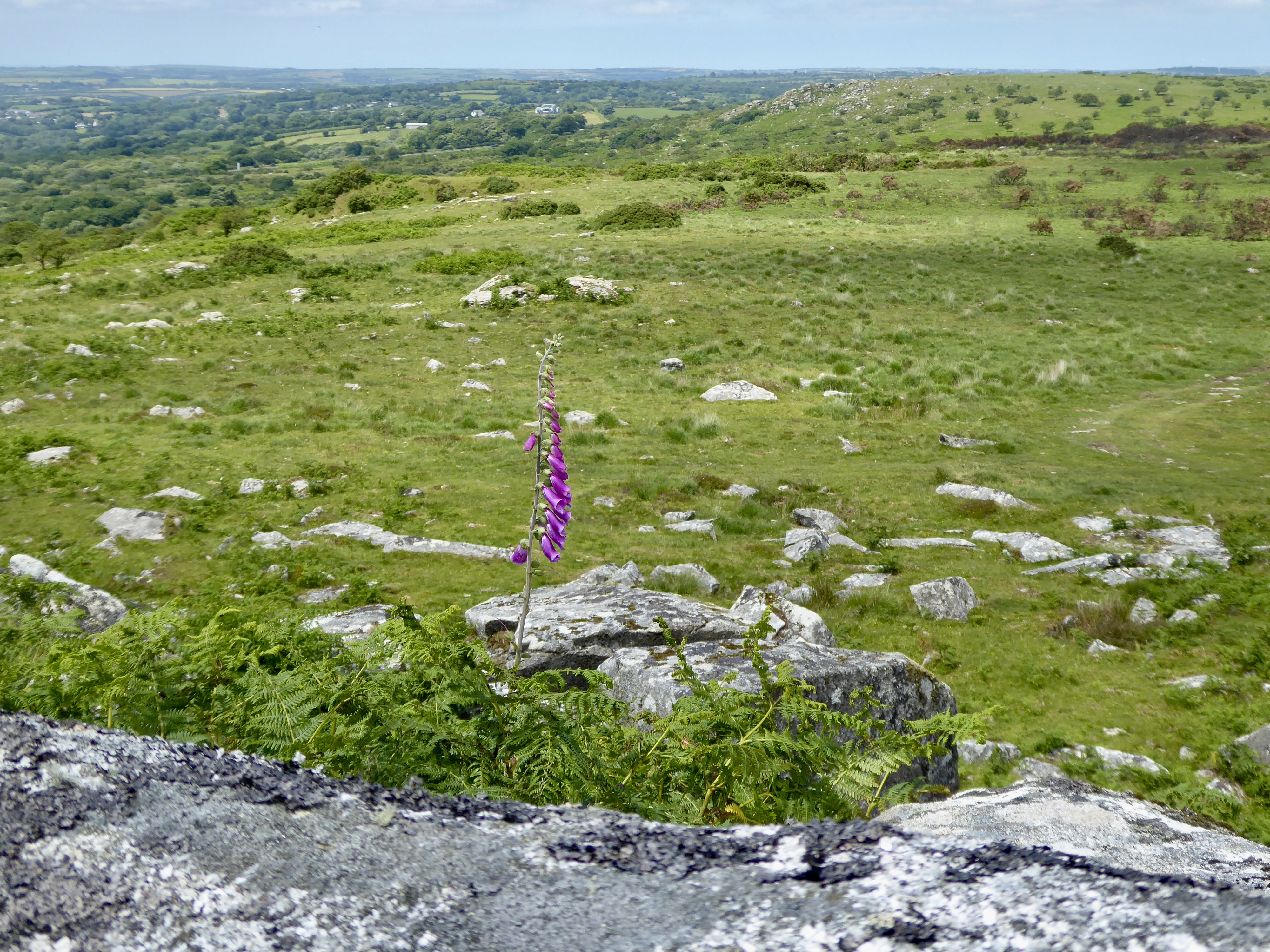 View st bellarmins tor