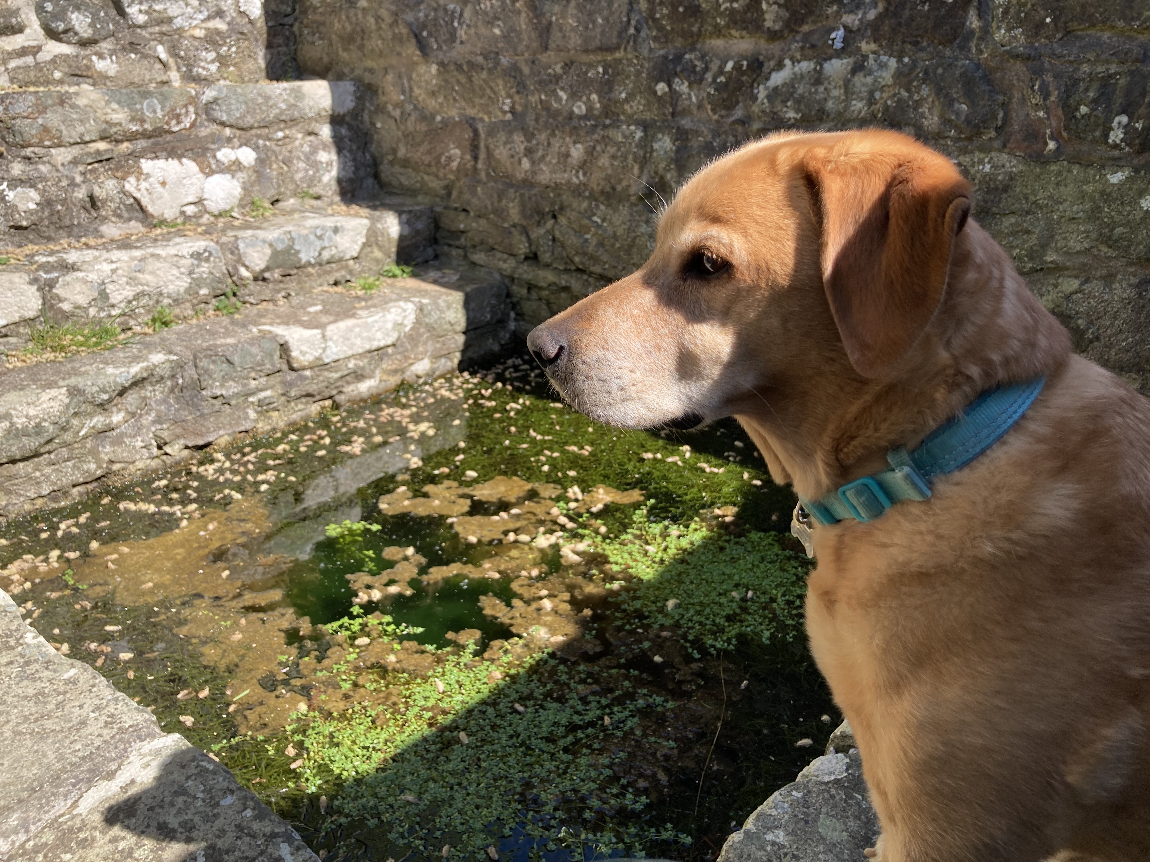 St beuno well2