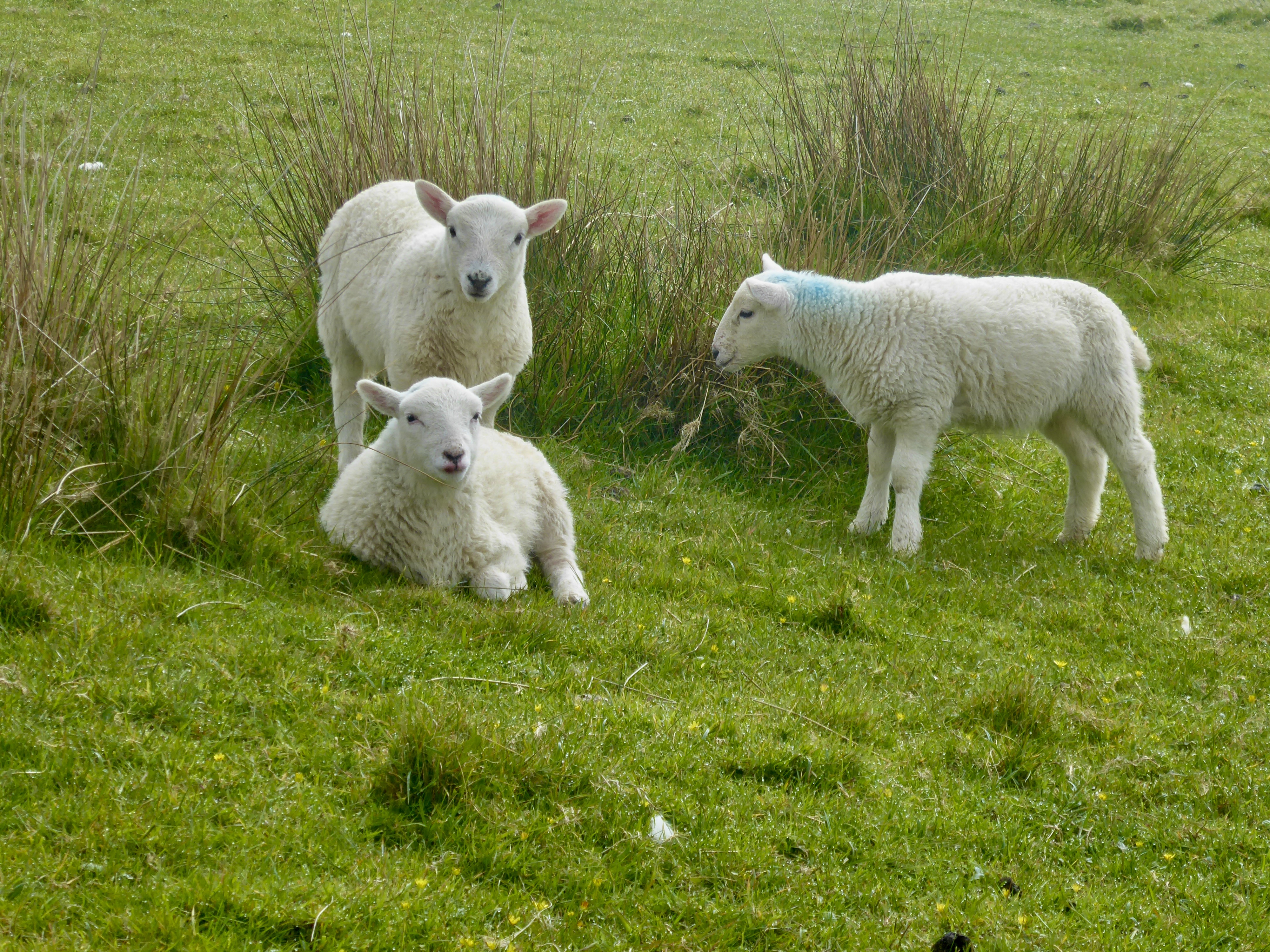 Lambs