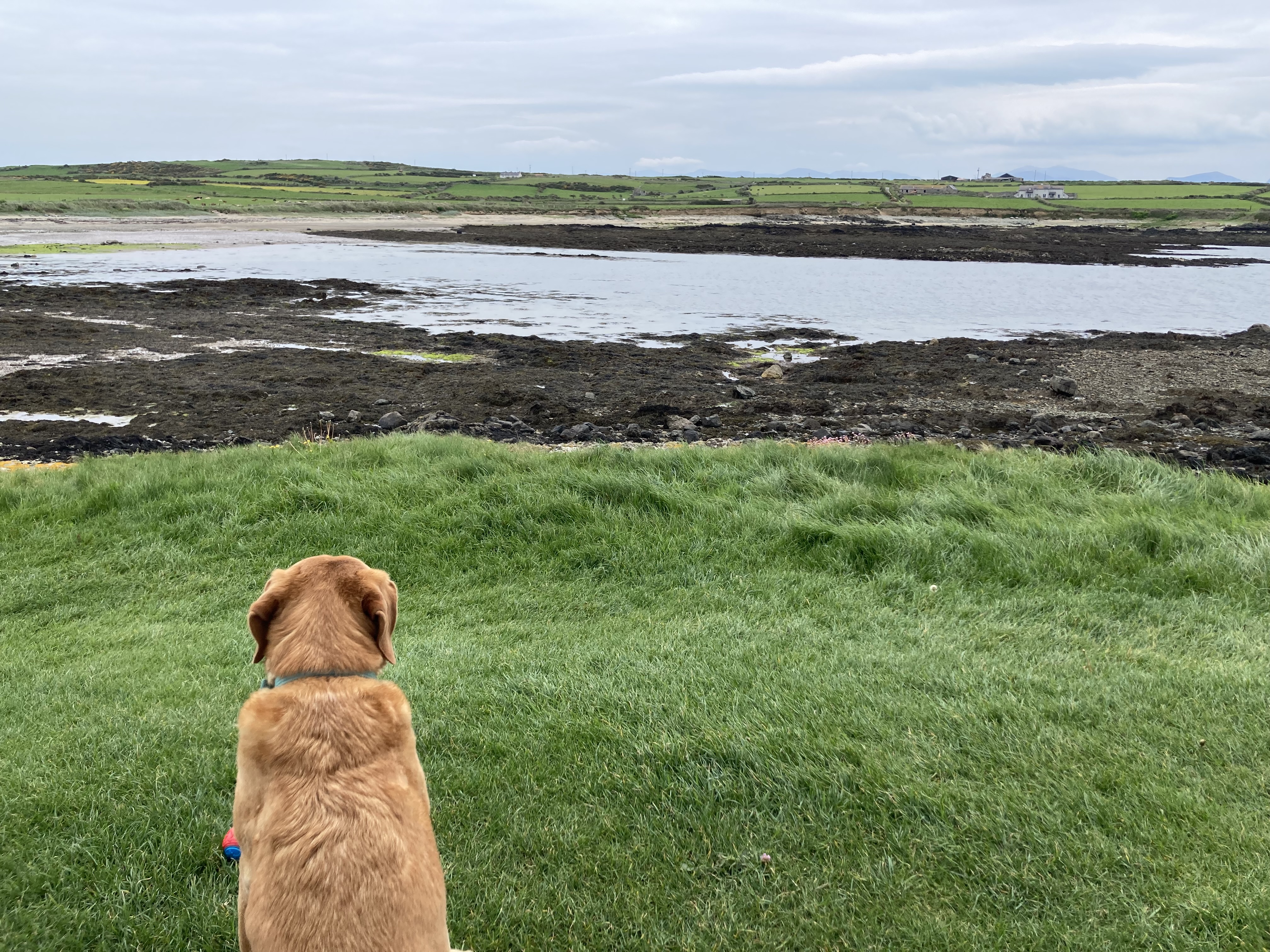 St cwyfan